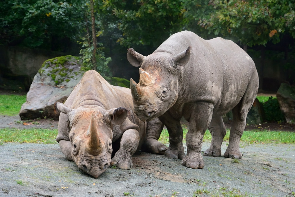 Vstup do ZOO Dvůr Králové